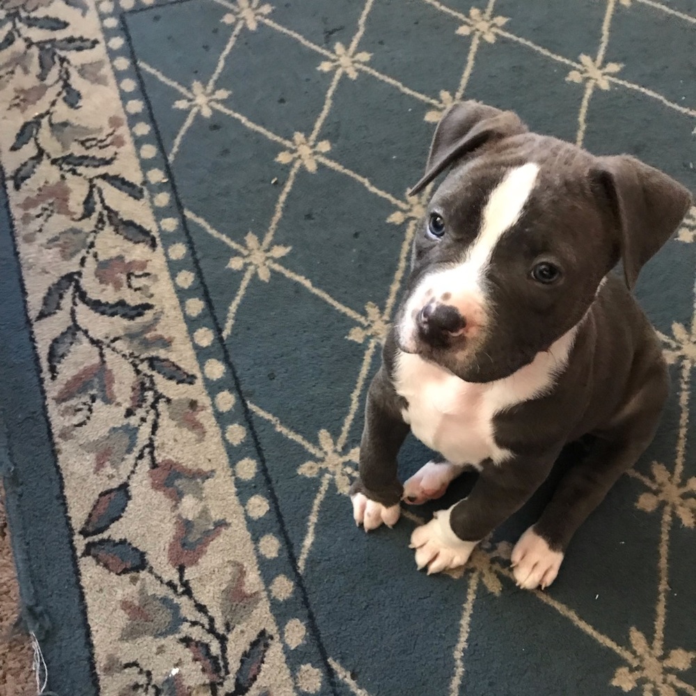 Meet your Posher, Josh